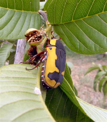Gemaakt in de tuinen van Kia Lodge - Kilimanjaro Tanzania
Het was een groot insect (ca. 4cm) en het lijkt nog het meest op een meikever. Wie weet wat het is?