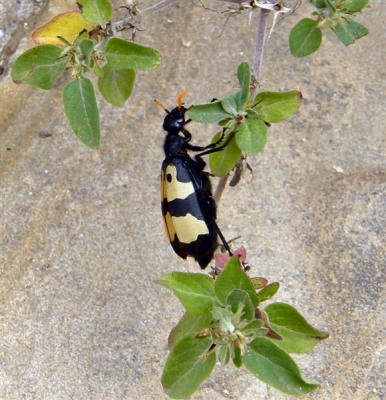 Gemaakt bij het zwembad van de Kia Lodge Kilimanjaro Tanzania. Groot insect ca. 4 cm.
Wie weet wat het is?