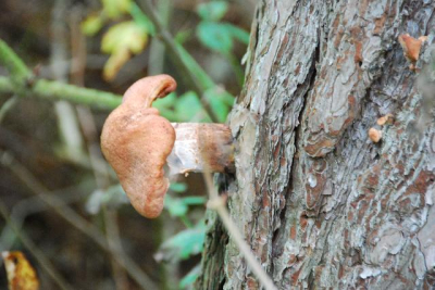 Paddestoel groeit op een naaldboom in de duinen van noordwijkerhout.