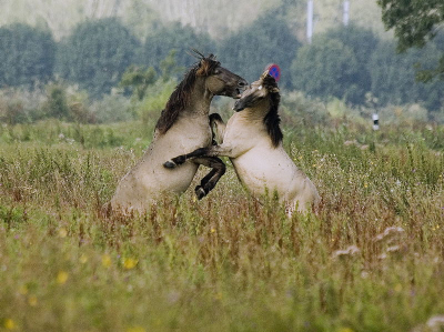 De paarden van Oostvaardersplassen