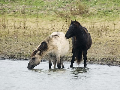 zwart&wit in de polder