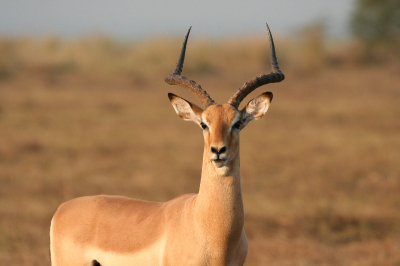 Het zijn over het algemeen de meest voorkomende zoogdieren in de Afrikaanse wildparken, maar ze blijven schitterend.