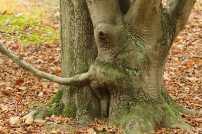 Ik kwam vanmorgen langs deze stam en ik zag er een olifant in opname vlakbij Kampina te Boxtel