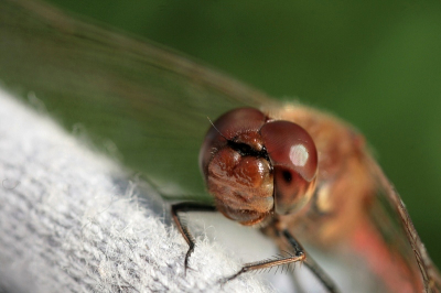 Nog een foto van een paar weken terug. Deze steenrode heidelibel zat eerst op een boomstronk. Toen iemand erg dichtbij kwam kwam het beestje op zn schouder zitten zodat diegene 'm niet meer op de foto kon zetten. Ik kon tien wel een leuke foto maken omdat ik mn zonnekap op zijn schouder kon laten steunen. Ik vind t m goed gelukt dat de vleugels in de hoekpunten van het beeld terechtkomen.