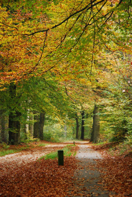 Was al een tijdje op zoek naar mooie herfstkleuren. Bij deze heb ik ze gevonden, de foto had wellicht wat scherper gekund met gebruik van statief