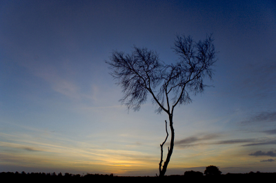 Een machtige zonsopgang op de Strabrechtse Heide een aantal weken terug
het mooie contrast ten opzichte van het mooie hartboompje op de voorgrond.