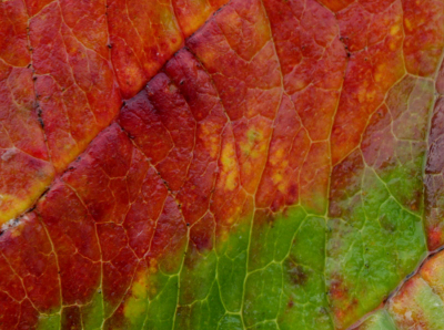 Ik kwam vandaag thuis en dit blad lag op de stoep te wachten op de camera
ik dacht laten we de macrolens 100mm 2,8 er maar eens opzetten en eens een paar shots ervan maken
zie hier het resultaat
canon 40 D,F13, 2 sec belicht,iso 200

greetings Hans
