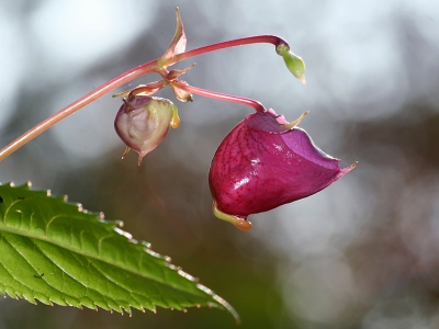 Reuzebalsemien mag dan tot het onkruid behoren, maar als je de bloemen eens goed bekijkt vergeet je snel de overlast die deze plant kan veroorzaken ;)