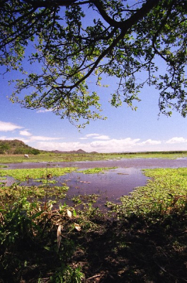 Dit is nog een foto geschoten met mijn analoge apparatuur (Minolta Dynax 7, Tokina 20-35mm).
Moeraslandschap in Palo Verde (Costa Rica)