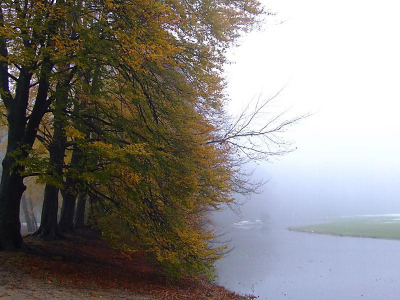 <i class='fa fa-user'></i> klomp | Beukenlaan in de mist  <i class='fa fa-eye'> 202</i>   <i class='fa fa-comment-o'> 6</i>