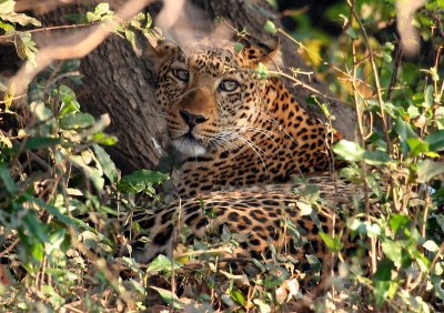 Nog eentje uit mijn archief van Zuidelijk Afrika. Lag goed verstopt in het struikgewas en had zonet een puku (soort bok) van ongeveer 60 kilo drie meter hoog de boom ingesleurd.