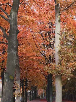 een mooi herfst laan in de Lage-vuurse