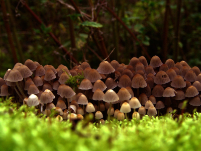 Op een dode boomstronk van Wilg
Wilgenbos Oostvaarderplassen de Driehoek