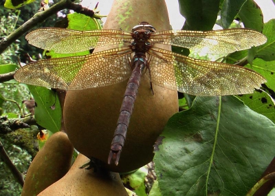 <i class='fa fa-user'></i>&nbsp;henkdikkers&nbsp;| Bruine Glazenmaker&nbsp; <i class='fa fa-eye'>&nbsp;133</i> &nbsp; <i class='fa fa-comment-o'>&nbsp;0</i>