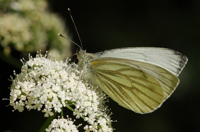 <i class='fa fa-user'></i>&nbsp;casper&nbsp;| Klein Geaderd Witje&nbsp; <i class='fa fa-eye'>&nbsp;200</i> &nbsp; <i class='fa fa-comment-o'>&nbsp;1</i>