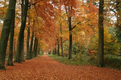 't Bos kan zooooo mooi zijn