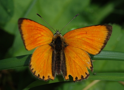 <i class='fa fa-user'></i>&nbsp;casper&nbsp;| Morgenrood&nbsp; <i class='fa fa-eye'>&nbsp;335</i> &nbsp;<i class='fa fa-thumbs-up'>&nbsp;1</i> &nbsp; <i class='fa fa-comment-o'>&nbsp;2</i>