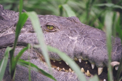 Geschoten met mijn oude analoge apparatuur, Minolta Dynax 7, Sigma 50-500 F4-6.3.

De boot naderde de zonnebadende krokodil zo kort dat mijn lens niet meer kon focussen!