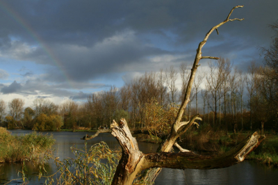 <i class='fa fa-user'></i> Nina | Dode boom met regenboog  <i class='fa fa-eye'> 189</i>   <i class='fa fa-comment-o'> 8</i>