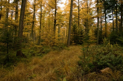 Deze foto is gemaakt vlak voordat het ging regenen. De hele dag was het al grauw, maar toen het ook eens begon te regenen werd het pas echt donker. Dat maakt de overgan van geel naar groen subtiel vloeiend.