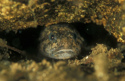 <i class='fa fa-user'></i> Eric Gibcus | Rivierdonderpad  <i class='fa fa-eye'> 293</i>   <i class='fa fa-comment-o'> 0</i>
