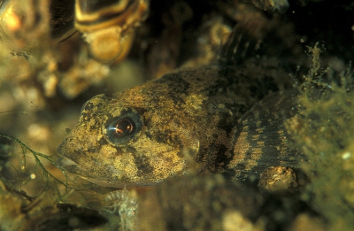 <i class='fa fa-user'></i> Eric Gibcus | Rivierdonderpad  <i class='fa fa-eye'> 284</i>   <i class='fa fa-comment-o'> 0</i>