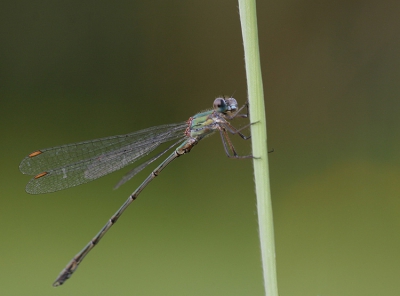 <i class='fa fa-user'></i>&nbsp;Jack90&nbsp;| Houtpantserjuffer&nbsp; <i class='fa fa-eye'>&nbsp;127</i> &nbsp; <i class='fa fa-comment-o'>&nbsp;0</i>