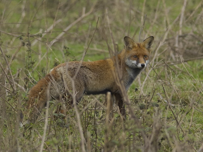 Zelfde vos als vorige foto, echter inmiddels zich al meer teruggetrokken in het weinig aanwezige kruipelhout, maar nog steeds op haar hoede.
Gecropt en iets verscherpt.

Nikon D70s Nikon 300mm, Nikon 1.4 extender.
ISO 400   F/5.6   1/320 sec