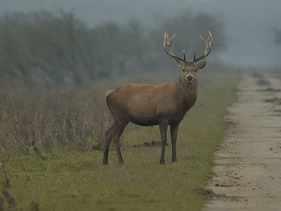 Dit edelhert kruiste ons pad en leek zich af te vragen wie er het eerste zou oversteken. Uiteraard hebben we hem de eer gegeven. Eenmaal de overkant bereikt, brulde hij nog even, ten teken dat hij nog even op jacht ging.

Gecropt en verscherpt met NX

Nikon D70s Nikon 300mm, Nikon 1.4 extender.
ISO 400  F/5.6  1/320 sec