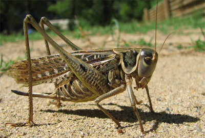 Ik wou deze foto laten zien omdat je klaarblijkelijk met een simpele camera ook al best leuke foto�s kan maken. Deze foto is gemaakt met een Cannon PowerShot S2. Ik was verbluft van de kwaliteit van deze huistuin en keuken camera. Bij deze foto zat de voelspriet bijna tegen de lens.