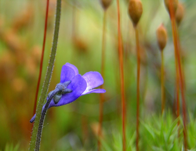 De achterkant van dit bloempje is zeker zo fotogeniek als de voorkant. Door de kleuren van de vage mosjes op de achtergrond ontstaat een kleurencombinatie die je niet elke dag tegenkomt. Door natuurontwikkeling rond Winterswijk is dit zeldzame plantje op 3 locaties terug van weggeweest.