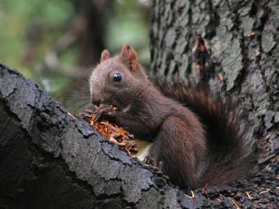He obviously has a good appetite!:)