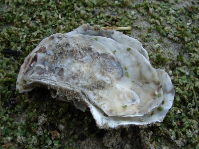 <i class='fa fa-user'></i> andrea | Japanse Oester  <i class='fa fa-eye'> 69</i>   <i class='fa fa-comment-o'> 3</i>