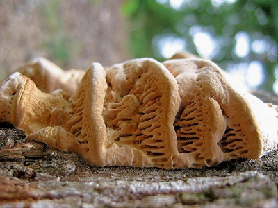 ik vraag mij af of dit de doolhofzwam is