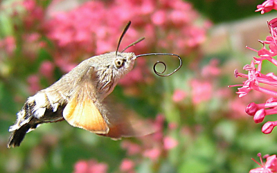 In 2005 werden er regelmatig kolibrievlinders gesignaleerd in o.a Oost-Nederland. Op de foto is de lange tong goed zichtbaar. Zuigt nectar bij spoorbloem.