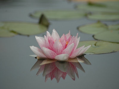 <i class='fa fa-user'></i> tjitte v.d velde | Hybride Nymphaea spp.  <i class='fa fa-eye'> 288</i>   <i class='fa fa-comment-o'> 1</i>