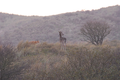 Samen aan het vogelen, fotograferen en observeren in de AWD. Sta ik een mooi damhert te fotograferen in het avondlicht zie ik ineens links onder in m'n zoeker een vos verschijnen. Kennis hierop attent gemaakt. Gaat met zijn telescoop kijken. Zijn we samen getuige van een 5 minuten durend spelletje tussen het hert en de vos. Mooie serie kunnen maken waarvan ik er twee zal uploaden. Ik wil dit toch wel met jullie op NP delen. Een uniek moment lijkt me.