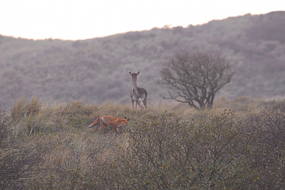 Samen aan het vogelen, fotograferen en observeren in de AWD. Sta ik een mooi damhert te fotograferen in het avondlicht zie ik ineens links onder in m'n zoeker een vos verschijnen. Kennis hierop attent gemaakt. Gaat met zijn telescoop kijken. Zijn we samen getuige van een 5 minuten durend spelletje tussen het hert en de vos. Mooie serie kunnen maken waarvan ik er twee zal uploaden. Ik wil dit toch wel met jullie op NP delen. Een uniek moment lijkt me.