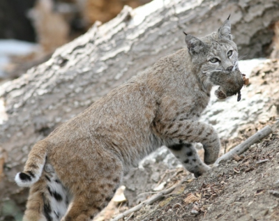 Mijn 'debuut' op Nederpix met een vakantieplaatje uit de VS. Nadat 's ochtends vroeg al een 'bobcat' mijn pad gekruist had bovenop het beroemde uitzichtpunt 'Glacier Point', werd later op de dag daar in de buurt mijn aandacht getrokken door een hevig alarmerend eekhoorntje. Een paar seconden later kwam de oorzaak van alle consternatie kalmpjes uit het struikgewas tevoorschijn.