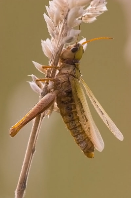 Gemaakt met canon 20D en 180 mm macro.