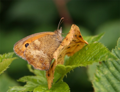 <i class='fa fa-user'></i>&nbsp;Karin&nbsp;| Oranje Zandoogje&nbsp; <i class='fa fa-eye'>&nbsp;270</i> &nbsp;<i class='fa fa-thumbs-up'>&nbsp;1</i> &nbsp; <i class='fa fa-comment-o'>&nbsp;2</i>