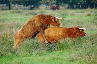 Schotse Hooglanders "lustten" erop los in het natuurgebied het  "Witteveen" !