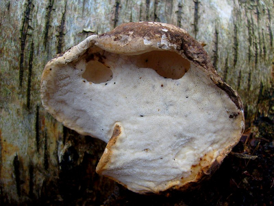 Keek eens aan de onderkant van de zwam, er had iets aan gegeten, het leek wel een spook gezicht.