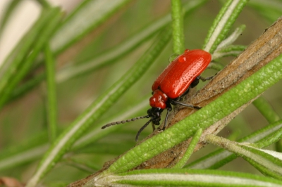 Soms denk je 'he een rode kever' en door de lens zie je pas de pori�n op zijn schild en die regendruppels...