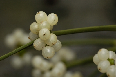 Deze groenblijvende halfparasiet die van een kalkrijke bodem houdt, vindt men vaak terug in linde, appelaar en populier.  In eiken groeit hij zelden. In de oudheid werd de plant dan ook alleen door de druden uit de eik gehaald. Maretak wordt ook veelvuldig in de geneeskunde gebruikt, oa bij kankerbestrijding.
Deze plant kan tientallen jaren oud worden.