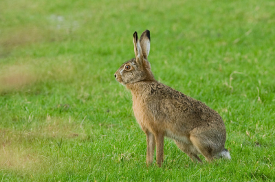 Deze Haas kwam in de Eemnesser Maatsepolder even voor mij poseren.
Eos 350D - Canon EF 300mm F/4.0L IS USM