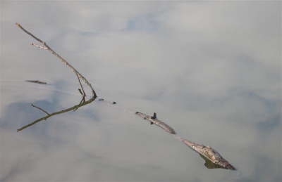 De lucht in een plas