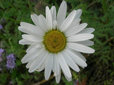 Een vrolijke Margriet.