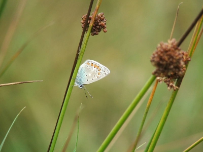 <i class='fa fa-user'></i>&nbsp;Joey Kuipers&nbsp;| Icarusblauwtje&nbsp; <i class='fa fa-eye'>&nbsp;252</i> &nbsp; <i class='fa fa-comment-o'>&nbsp;1</i>