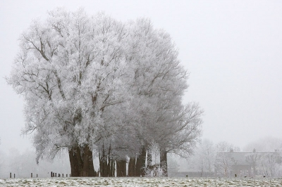 Gisteren al even snel een tweetal uurtjes 'gespijbeld' van werk, om o.a. deze bijzondere bomenrij langs de rivier de Eem vast te leggen, tesamen met deel van oude boerderij. Het licht icm. de berijpte bomen zorgt haast voor een 'infra-rode foto' sfeer.